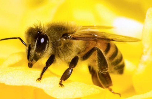 
A méhecske,a tehén,és a kakas.
 
Harmadik rész:
 
Erdő szélén százszorszépszál a méhecske éppen rászáll.
A magvágó a kis madár ugrál ágról ágra,úgy tekint le a méhecskére mint egy csodabogárra....