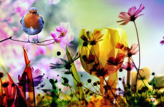 Névmandala - Dóra
A tavasz hírnöke a kis hóvirág és a többi téltemető a fénylő napsugarára kibújtak a földből. Szellőcske hívására e csodásan szép virágok tánca, mint virág kompozíció a természet vásznán festi ...