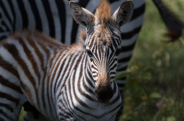 Köztudott tény, hogy a szavannák vadlovai, a zebrák csíkosak. Ezek a csíkok teszik őket olyan különlegessé és egyedivé, ez a zebrák legnagyobb büszkesége. Már csikó korukban megtanulják, hogy a csíkjuk minden kincsük.De mi van akkor, ha elveszítik? A ki...