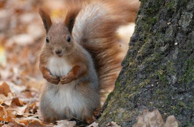 Ki lopta el a leveleket?
Egy terebélyes diófa szomszédságában, egy hatalmas tölgyfa odujában élt egy mókus, aki csodálattal nézegette a ház előtti ágakon  a  színes őszi leveleket.
- Veréb, veréb, n...