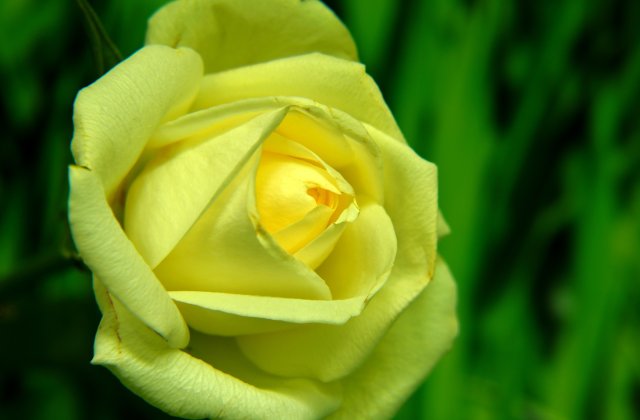 Névnapodra sárga rózsát,
Köszöntőből három nótát,
Mintha nem is sejtenéd,
Tejszínhabos gesztenyét!
 
Vidámságot, egészséget,
Múlhatatlan reménységet,
Ma reggelre teneked,
Elhoztam a szívemet!...