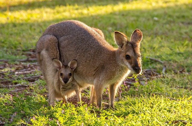  
            Kenguru bébi az anyukája erszényében csücsült. Ausztráliában ajándékba vette Apa  a gyerekeinek a plüss állatokat. Repülővel mentek haza, ami óriási élmény volt Kenguru mamának és bébijé...
