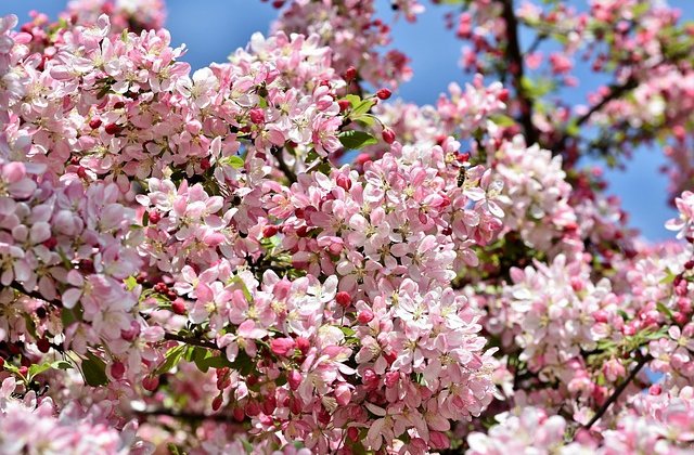       
            Egy vanília fagylalt színű ház nagy kertjében sok örökzöld és lombhullató fa között állt egy, melyet az erdei manók Virágbimbók palotájának neveztek el. A nevét onnan kapta, hogy tavasszal sötét rózsaszínű virágbimbók tömegével nőttek az ágain...