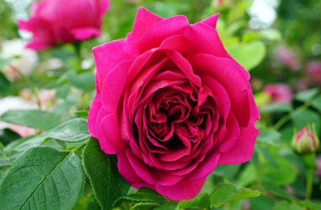 A világ legszebb rózsája
 
Amikor a  reggeli fényben a rózsa kinyitotta a szemét, tudta, hogy kinyílott.
- Jó reggelt –  köszöntötte egy nyüzsgő vörös szegfű, majd hozzátette, hogy  gyönyörű vagy
- ...