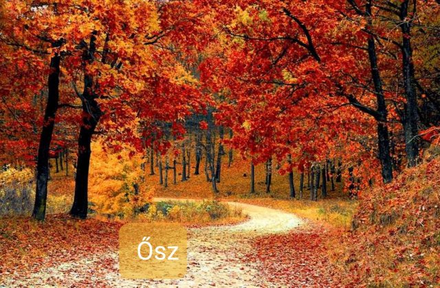  
 
Mi lennél ha lehetnél?
Szellő hátán lebegnél,
minden percben sietnél,
szabadabban mindennél.
 
Hogyha fúj az őszi szél,
útra kelnél őszintén.
Színes pompát öltenél,
azzal várnád míg jön a t...