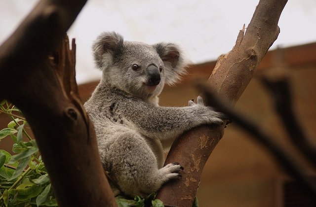             A kis koala maci megszeppenve üldögélt egy faágon. Nem látta sehol a többieket, miközben eszegette az eukaliptusz leveleket, teljesen magára maradt. Általában az anyukája cipelte a hátán, d...
