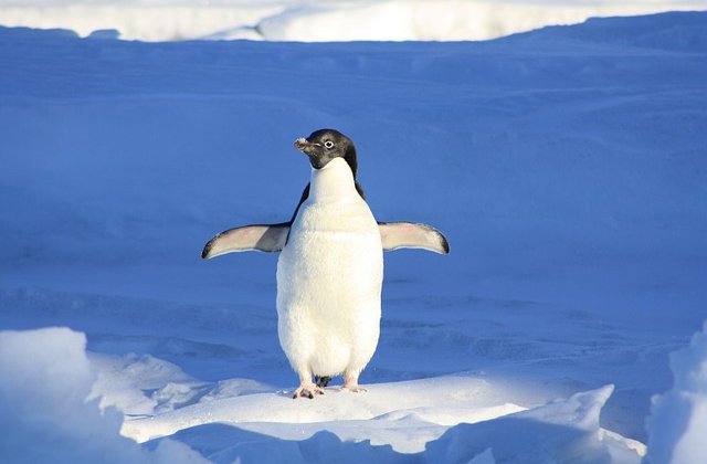                 -Apa nézd! Ott ül a jégtáblán egy kis pingvin! Vigyük haza!- kiáltott egy kisfiú az apukájának. A kutatók már befejezték a munkát a Déli sarkon, és hazafelé indultak, mikor egyikük gyermeke...