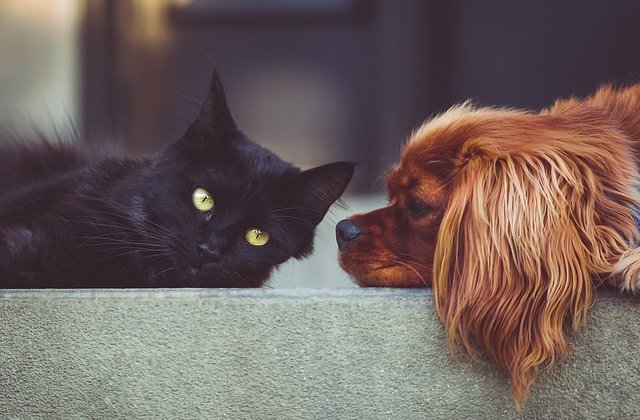                 Egy barátságos kis kertben egy fekete cica és egy fehér kutyus nagy egyetértésben éltek együtt. Gazdáik nap közben nagyon keveset voltak itthon, ezért ők sokat beszélgettek, szaladgáltak...