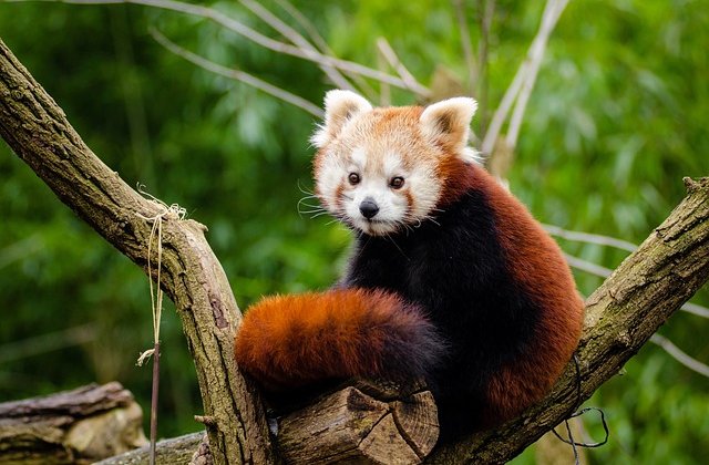                 A vörös panda pár hónapja született az állatkertben. Nagyon várták őt, a szüleik már régen szerettek volna egy kis kölyköt. Mikor végre megérkezett, nem tudtak betelni a puha bundájával, kedves kis pofájával az arra látogató gyerekek....