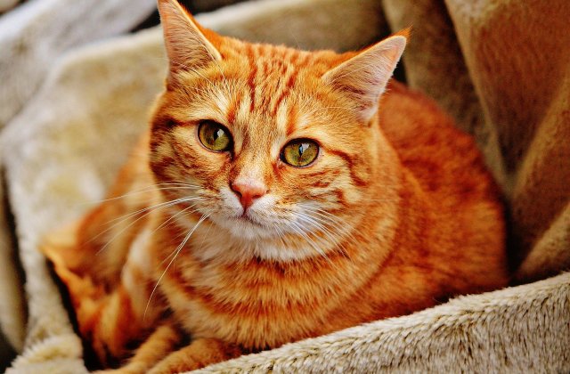 Bizsu, a màgikus macska
      Bizsu nem akármilyen házimacska volt,  mert különleges erővel bírt; bármire volt szüksége, csak koncentrálnia kellett. Olyankor a  vörös bundája erős fénysugarat bocsátott ki, amitől pontosan az jelent meg, amit a macsk...