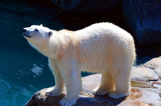 A szomorú jegesmedve
Az Északi Sarkon élt egy jegesmedve, aki mindig nagyon szomorú volt, mert nem szeretett fehér színű lenni. Teljesen beleolvadt a havas, jeges tájba, és azt akarta, hogy kitűnjon onnan. Má...