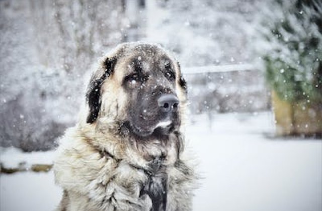 Mese a kutyáról, aki nem akart Karácsonykor is láncon lenni
Élt egy kis faluban egy szürkésfehér kutya, aki kint lakott egy nagy ház udvarán az ócska deszkaólban, ahová befújt a szél és bevert az eső,  télen pedig a hó. Hiába is akart volna védettebb hel...
