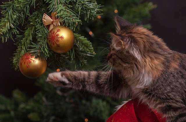 Mr Fuffi karácsonya
Mr Fuffi meglehetősen sajátos macska volt. Mialatt mindenki a karácsonyra készült, ő a díszek vadászatával,  és aranyszalagok lopkodásával töltötte napjait. A karácsonyi dekoráció iránt...