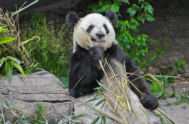             Az óriás pandamaci jól telerakta a bendőjét bambuszrüggyel és elégedetten aludt a barlang sarkában. A húga egy fűszállal csiklandozta, de ő erre sem ébredt fel.
            – Hagyd már békén a bátyádat, ne bosszantsd! – szólt rá az anyuká...