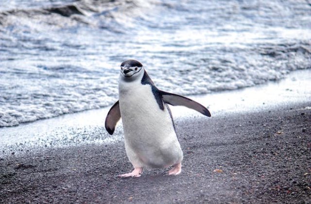 Mese a pingvinről, aki folyton enni akart
Élt egyszer egy kis pingvin aki mindig az evésre gondolt. Nem csinált mást, mint halakat fogott, hogy csillapítsa a szenvedélyét. Nem ment a többi pingvinhez, hogy vel...