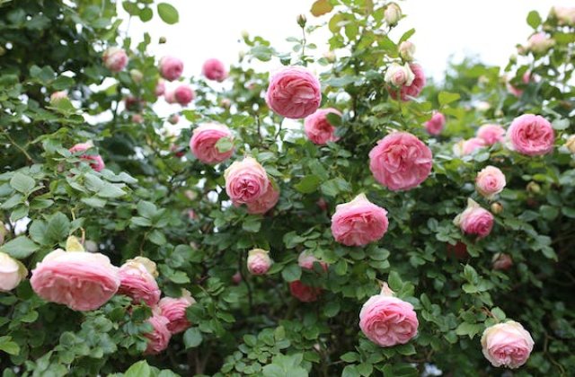 A késve virágzó rózsa
Egy erdőszéli ház buja kertjében élt egyszer egy gyönyörű rózsa, amelynek neve is volt, Lukrécia. Egy kislány nevezte el, aki a közelben lakott, és minden nap meglátogatta.
Lukrécia egy hat év körüli, kitűnő egészségnek örvendő róz...