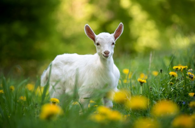 Február végén megszülettek a kis fehér báránykák a lélegzetelállítóan szép walesi domboldalon. Anyukájuk bundája alól kibújva fedezték fel a körülöttük lévő gyönyörű világot. A dombos vidéken több, mint húsz kicsi bárányka született, mindegyik nagyon élén...