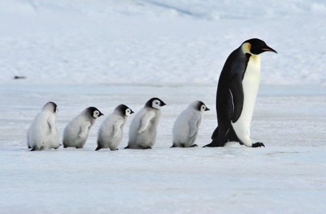 Ni, ni, ott egy pingvincsapat!
A víz felé to-tyo-rog-nak...
Elől megy a nagy öreg, 
majd a pingvingyerekek.
 
Tityi-totyi, lé-pe-get,
hosszú sorban a menet.
Ugye, milyen helyesek?
 
Egy-egy elcsú...