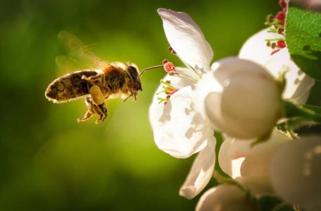 A méhecske felvilágosítása
 
Ember előtt példa a virág meg a méhek,
igen ám, de nekik kikről döngicsélnek?
Kényes témát érint a méhek királynője,
a méhszaporodást most megtudhatod tőle.
 
Figyelte a...