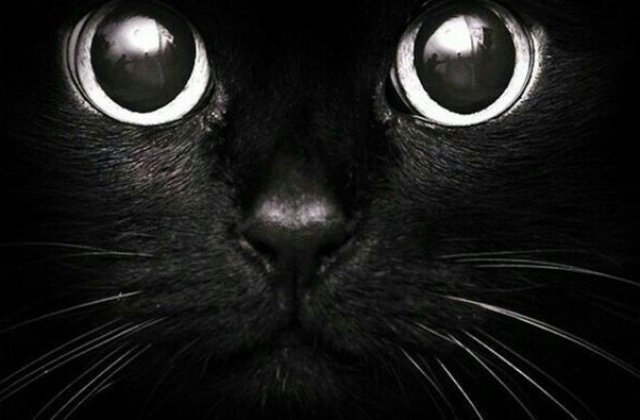 Fekete macska az utcán oson,
Színe éjsötét, mint a korom.
Gyorsan siet, szinte szalad,
Mint a villám, oly gyorsan halad.
 
Állj meg cica, hova sietsz ennyire,
Miért szaladsz ilyen messzire?
Ki elől fu...