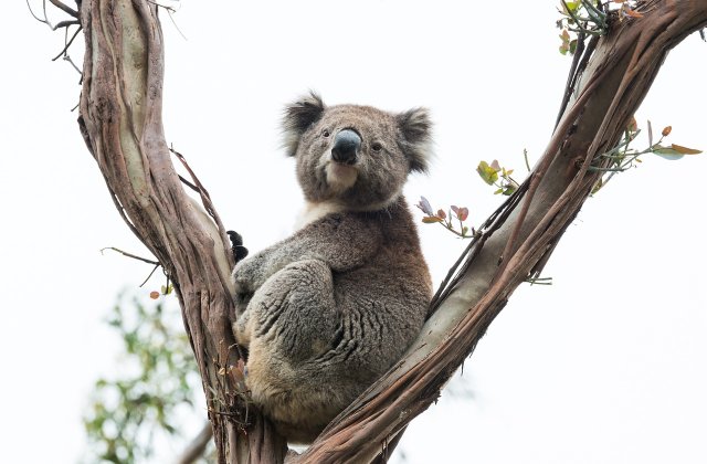 A koala útja
Egyszer volt, hol nem volt, volt egyszer egy koala. Ausztráliában élt, egy sűrű, zöld, mámorító illatú eukaliptusz erdőben. Az eukaliptusz olaja olyan frissítő és kámforos, hogy eső után a...