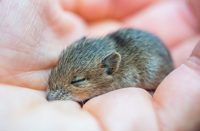  
 
            Bársonyos csend ölelte körbe a kertvárosi házakat. A kert virágai elégedetten illatoztak, a locsolás teljesen felélénkítette őket. A hatalmas diófa megértően álldogált, neki is jól eset...