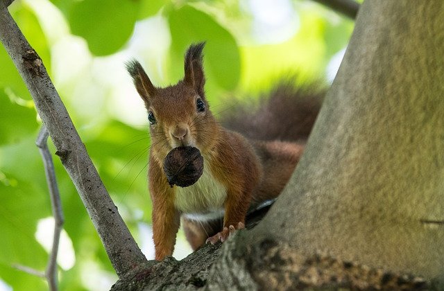  
            Az erdő dús lombú fái között egy tágas odúban élt egy mókus család. Reggelente tornáztak a környékbeli ágakon, mikor elfáradtak és megéheztek hazafutottak, és körül ülték az asztalt. Az...