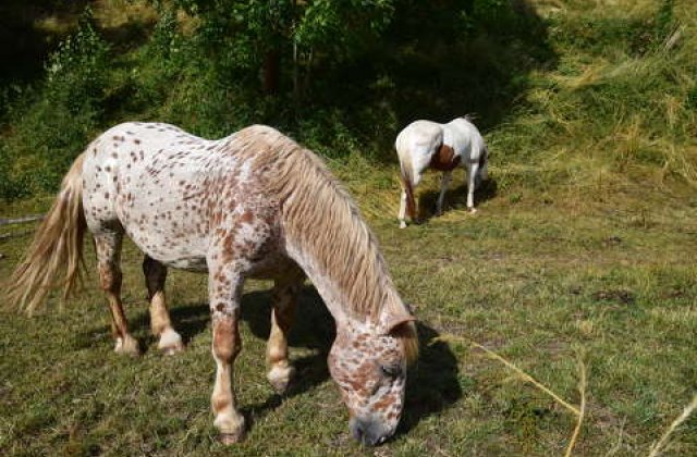 Zizi meséi
 A kockás lovacska
Egyszer egy erdőszéli kis farmon élt egy kockás szőrzetű lovacska. Olyan volt, mint egy foltos takaró, melyet nagy gonddal varrtak. Hol bordó volt a szőre, máshol virágos, vagy pettyes. Másban nem különbözött társaitól. Szeret...