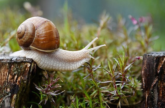             A csiga unta már, hogy a házán dobolnak az esőcseppek. Előző nap kezdett hullani, és azóta egy percre sem állt meg, esett egyfolytában. Egy pillanatig sem ázott, hiszen fedél volt a feje felett, de szeretett volna a szabadban kószálni.
            – ...