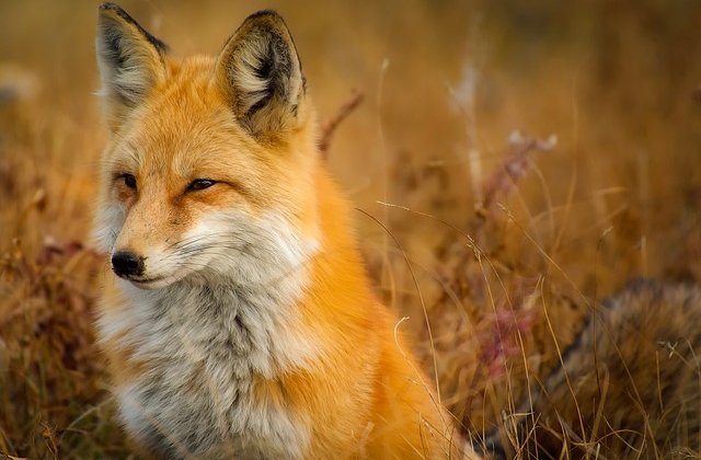  
            Rókalány szombat délután a kertben üldögélt, és álmodozott. A napsugaraknak még volt annyi ereje, hogy felmelegítsék a levegőt, a lágy szellő az erdő friss illatát szétterítette a környéken.
            Merengéséből a csengő csilingelése r...