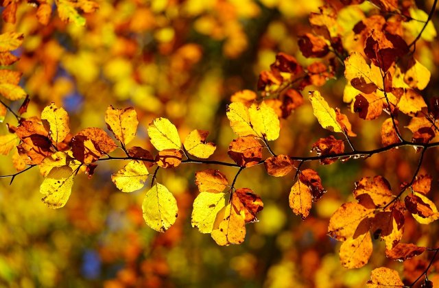 Őszi mozaikok
Esőcseppek koppannak,falevelek hullanak.Búcsúznak a madarak,hosszú útra indulnak.Ősz ecsetje festegetbarna, sárga színeket.Rozsdavörös avarbangomba lapul titokban.Vörös már az ég alja,éb...