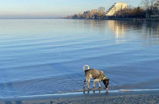 Meg sem tudom számolni, hányszor jártam már Magyarország legnagyobb tavánál, a Balatonnál. Most elmesélem, milyen volt az, amikor először ott jártam.
Siófokra utaztunk ősszel, október hónapban. A nyári szezon után ősszel már nincsenek sokan a tónál. Mi k...