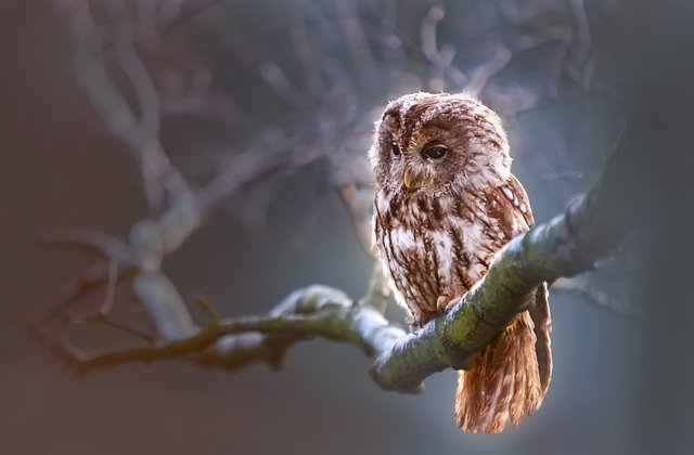 Az éjszaka sötétjét felváltották a hajnal fényei. A bagolycsalád fáradtan várta a reggelt. A legkisebb bagoly fióka nem hagyta őket aludni, rosszat...