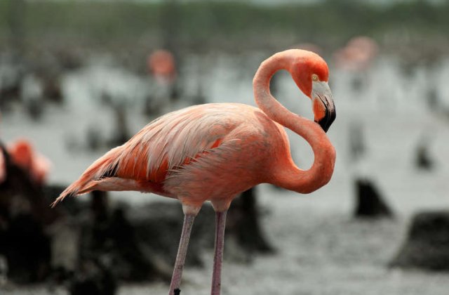 Fodor Gyöngyi - Flamingó Filippo Élt egyszer egy csodálatos rózsaszín flamingó, Filippo, aki Szardínia szigetén, a Laguna Mistras mentén élt sok má...