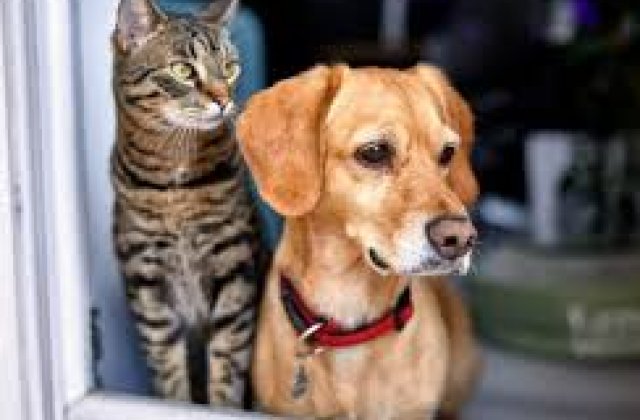 Fido egy szép kertes házban lakott a gazdáival, Tóbiással és annak feleségével. Nagyon kíváncsi kutya volt, imádta felfedezni a környéket. Egyik na...